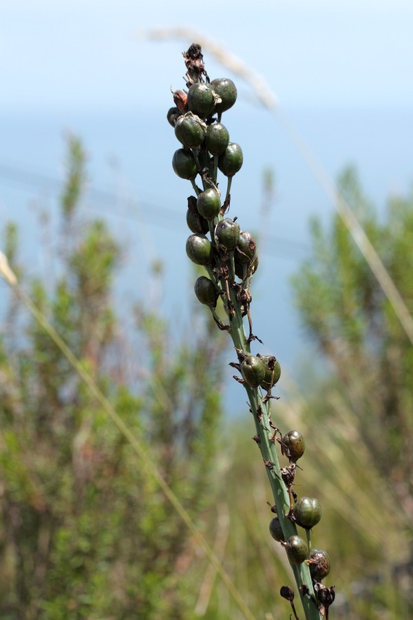 Image of genus Asphodelus specimen.