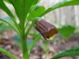 Scopolia carniolica