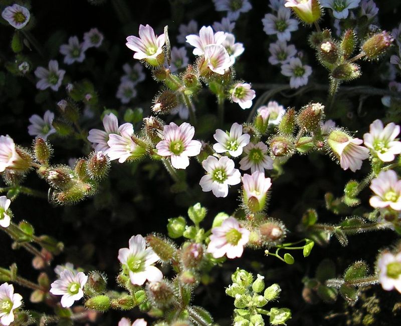 Изображение особи Cerastium pseudobulgaricum.