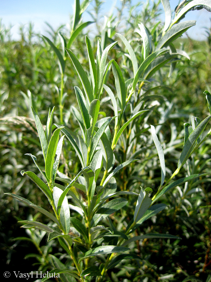Изображение особи Salix rosmarinifolia.