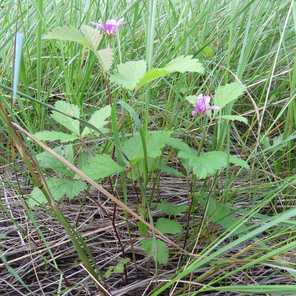 Image of Rubus arcticus specimen.