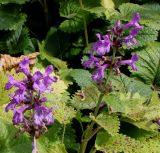 Betonica macrantha. Верхушки побегов с соцветиями (f. ´Superba´). Германия, г. Krefeld, ботанический сад. 31.07.2012.