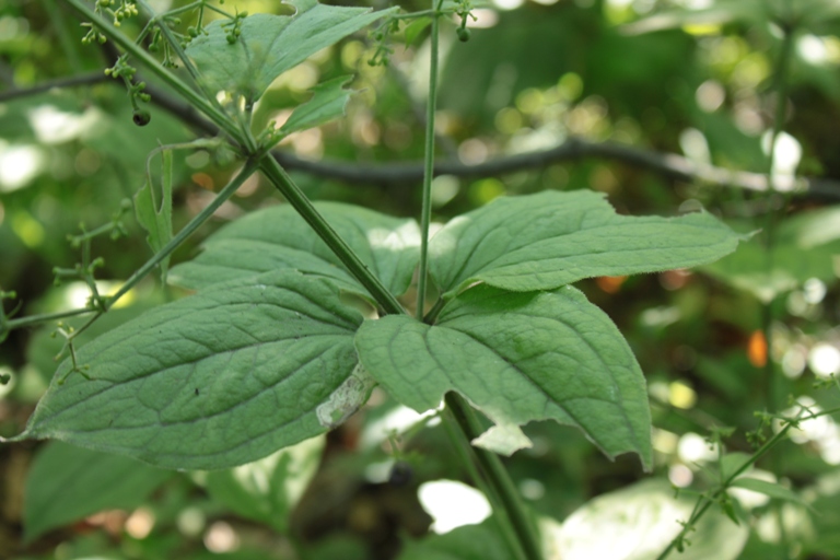 Изображение особи Rubia chinensis.