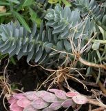 Euphorbia myrsinites. Побеги и остатки отцветших соцветий. Германия, г. Krefeld, ботанический сад. 31.07.2012.