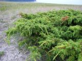 Juniperus rigida ssp. litoralis