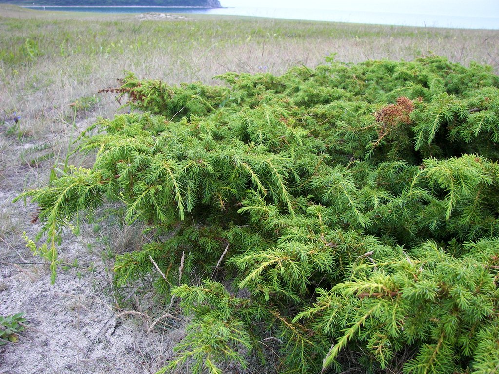 Изображение особи Juniperus rigida ssp. litoralis.