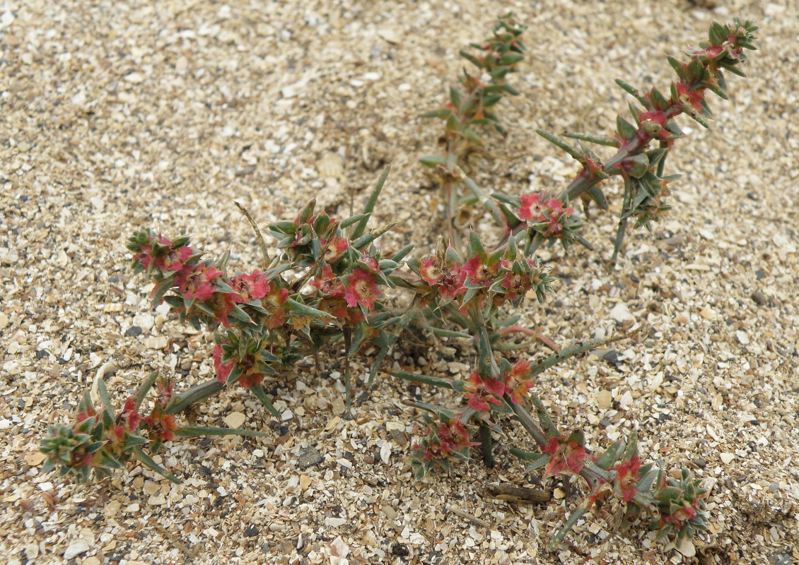 Image of Salsola pontica specimen.