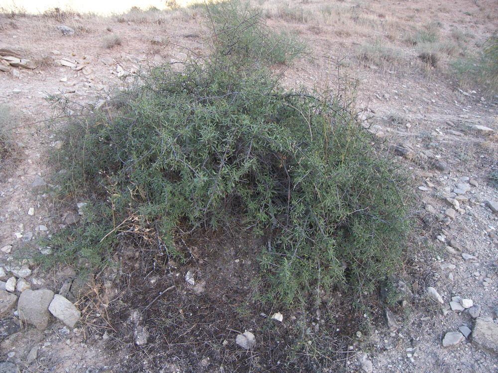 Image of Rhamnus erythroxyloides specimen.