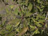 Amygdalus fenzliana