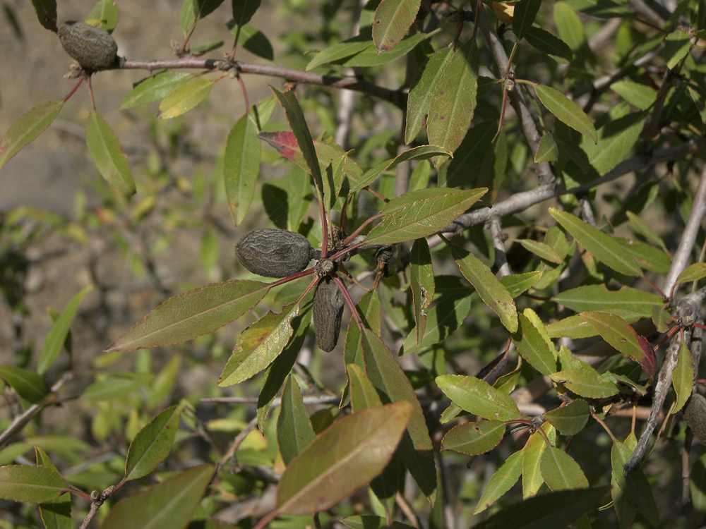 Image of Amygdalus fenzliana specimen.