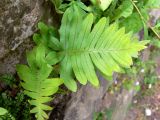 Polypodium cambricum. Растения на каменной стене. Испания, Страна Басков, провинция Гипускоа, г. Сан-Себастьян, парк. 18.07.2012.