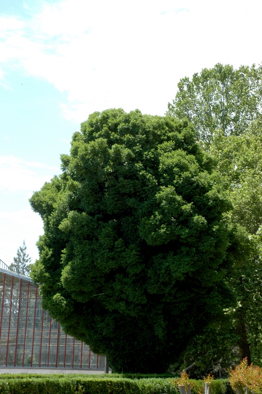 Image of Ulmus minor specimen.