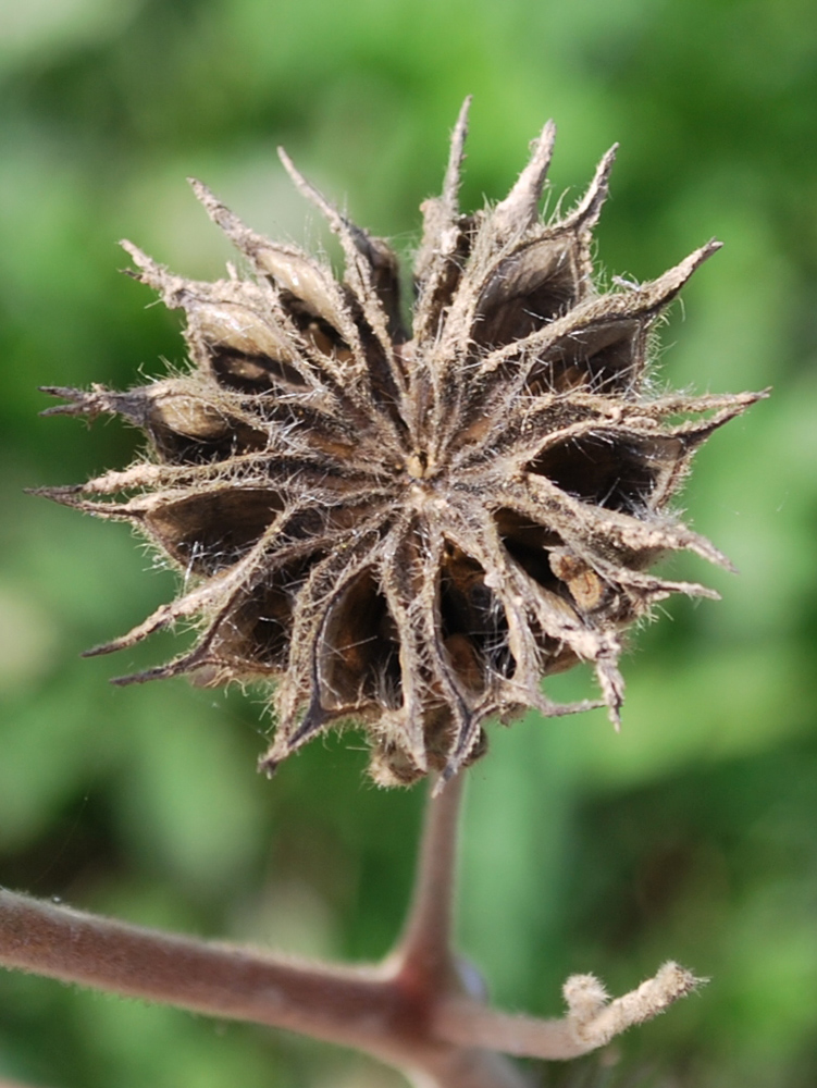 Image of Abutilon theophrasti specimen.