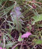 Taraxacum officinale