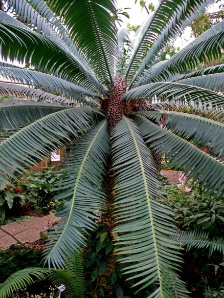 Image of Dioon spinulosum specimen.