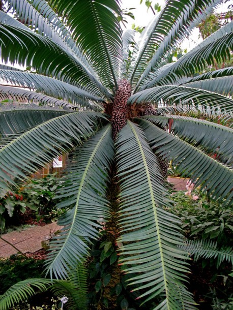 Изображение особи Dioon spinulosum.