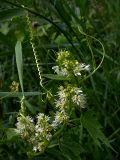 Echinocystis lobata. Побег с соцветиями. Киев, берег Святошинского озера со старыми ивами. 30 июня 2008 г.