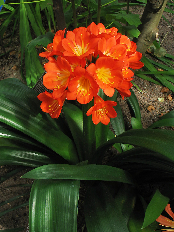 Image of Clivia miniata specimen.