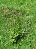 Epilobium adenocaulon