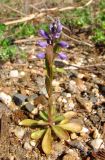 Polygala amarella. Цветущее растение. Окр. Архангельска, вблизи ж. д. 23.05.2010.