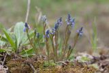 Polygala amarella. Цветущее растение на сухом лугу на известняке. Ленинградская обл., Кирхгофские высоты. 13.05.2012.