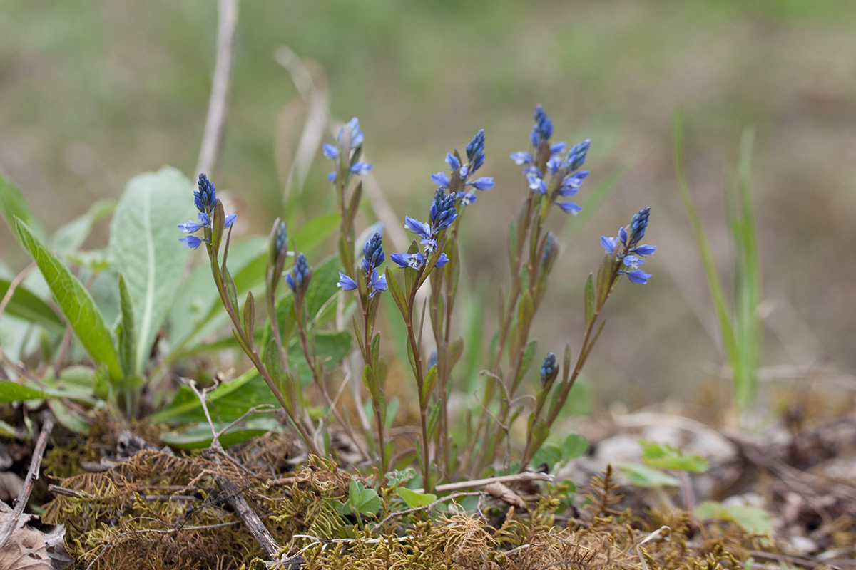 Image of Polygala amarella specimen.