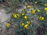Arnebia coerulea