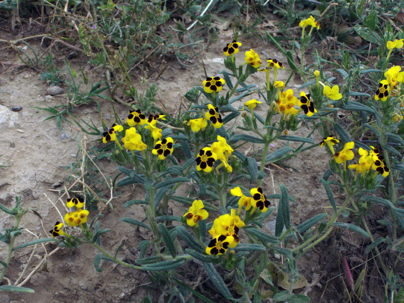 Изображение особи Arnebia coerulea.