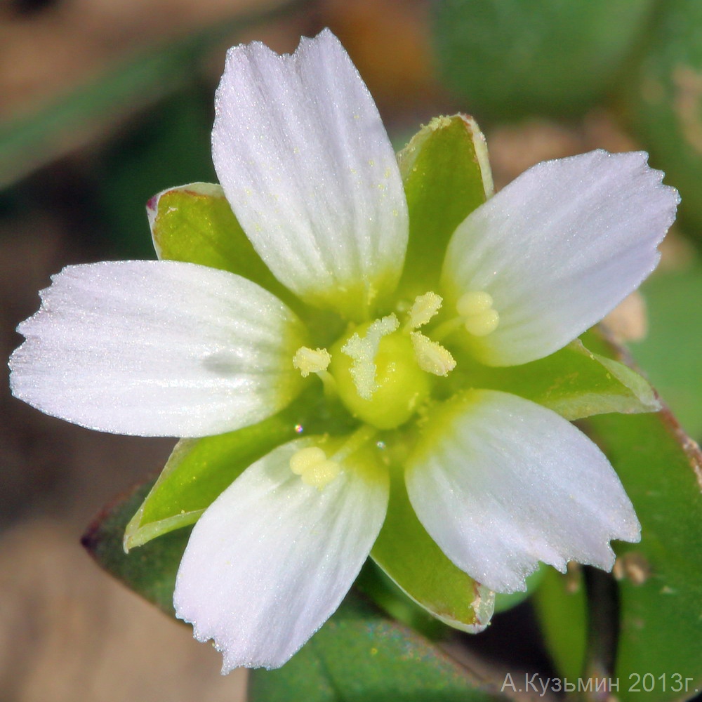 Image of Holosteum umbellatum specimen.