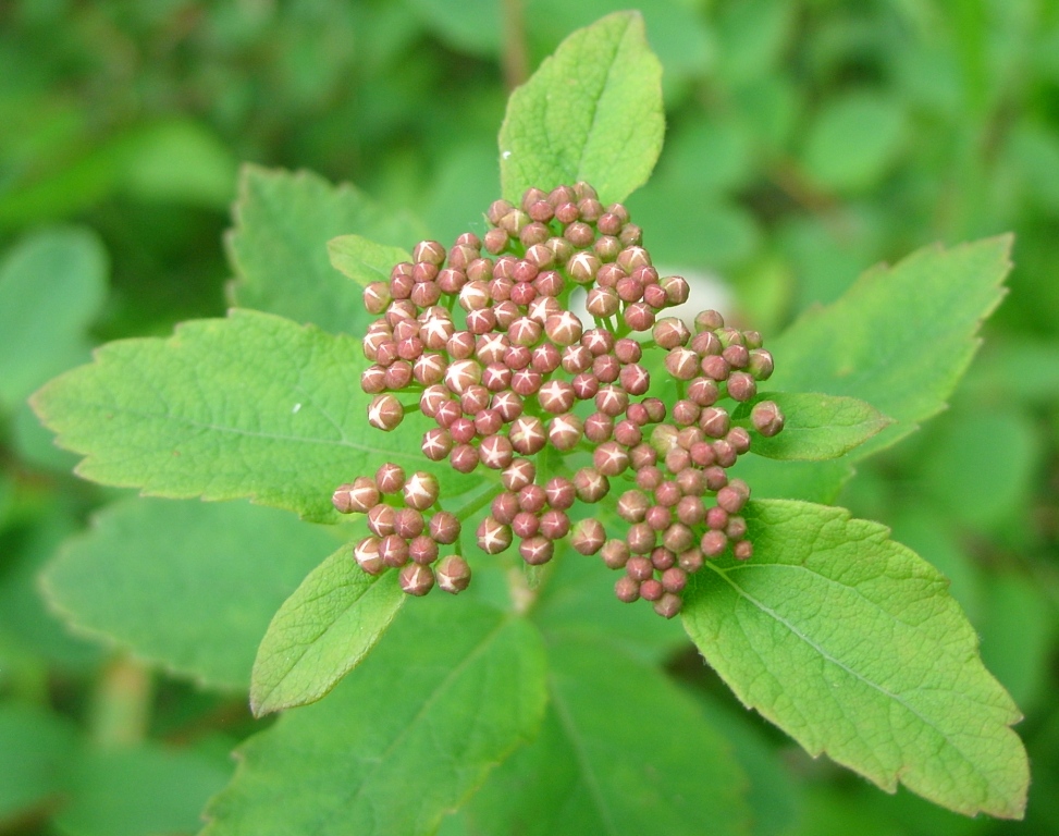 Image of Spiraea betulifolia specimen.
