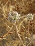 Allium artemisietorum. Соцветие. Израиль, г. Беэр-Шева, рудеральное местообитание. 04.05.2013.