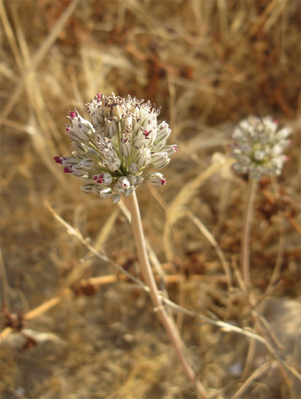 Image of Allium artemisietorum specimen.