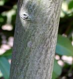 Photinia villosa