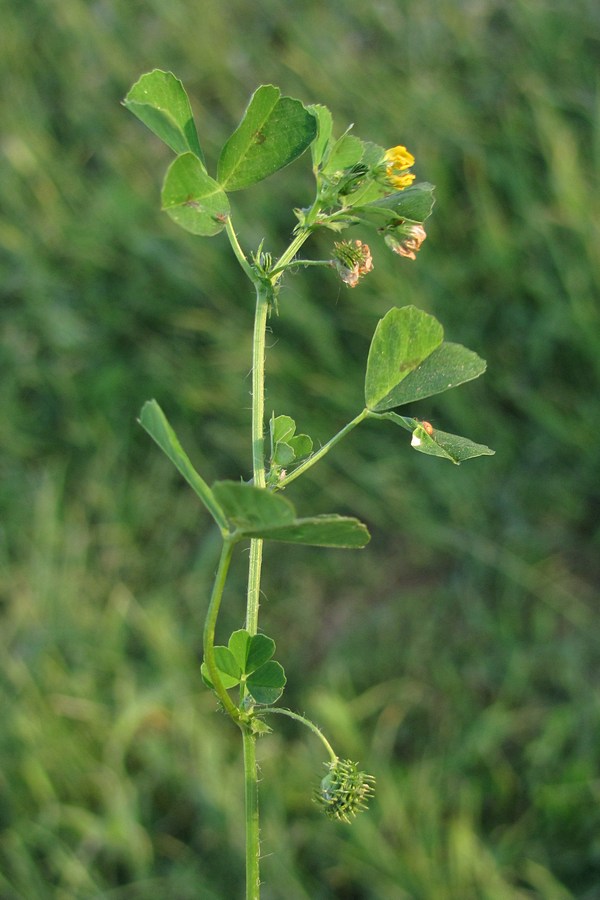 Изображение особи Medicago arabica.