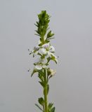 Veronica serpyllifolia