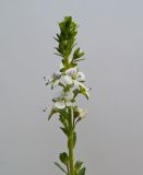 Veronica serpyllifolia. Соцветие. Московская обл., Лотошинский р-н, окр. дер. Савостино. 26.05.2013.