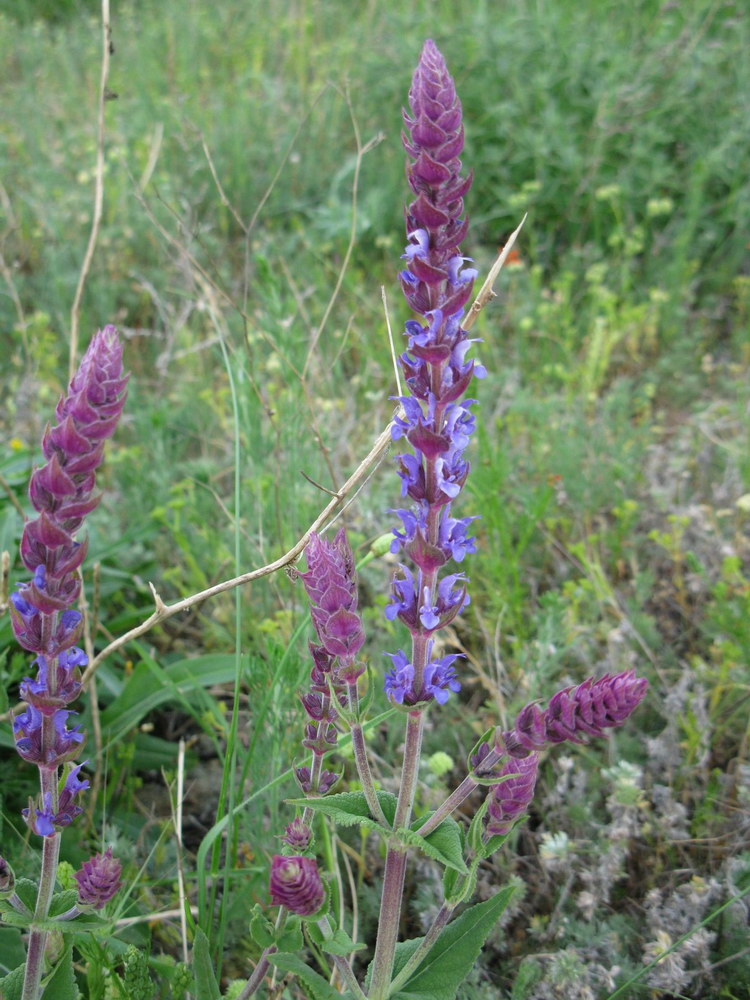 Изображение особи Salvia tesquicola.