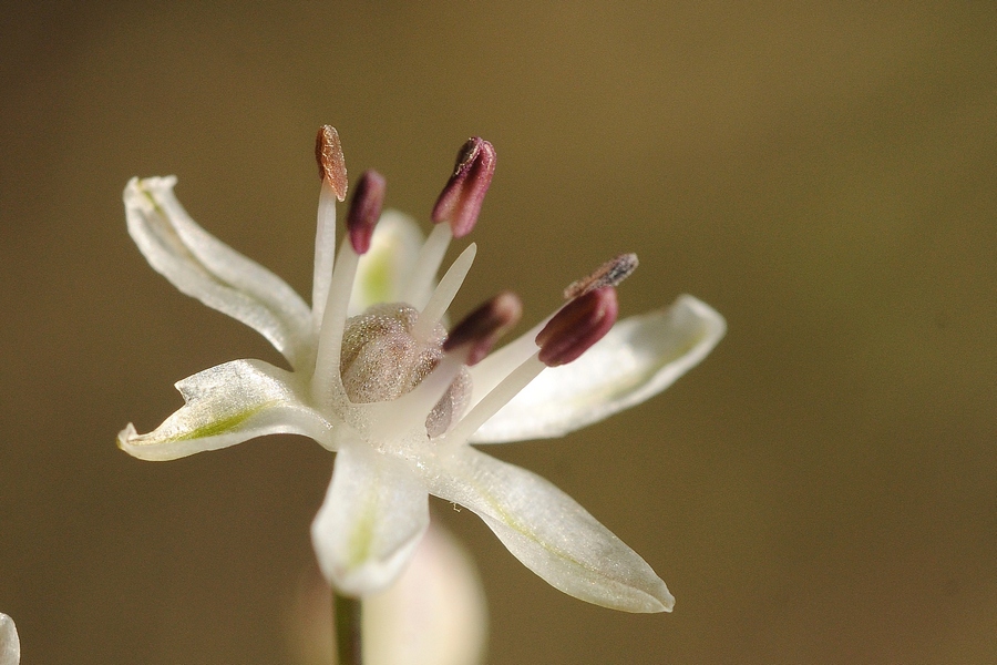 Изображение особи Allium saposhnikovii.