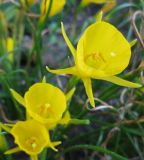 Narcissus bulbocodium