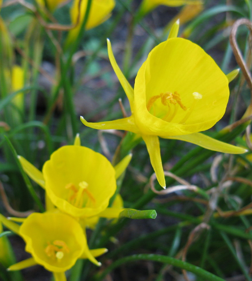 Image of Narcissus bulbocodium specimen.