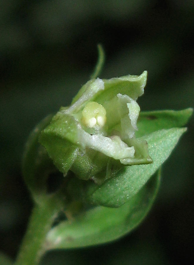 Image of Epipactis krymmontana specimen.