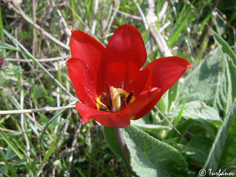 Image of Tulipa suaveolens specimen.