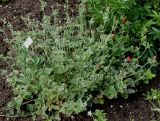 Potentilla argyrophylla var. atrosanguinea
