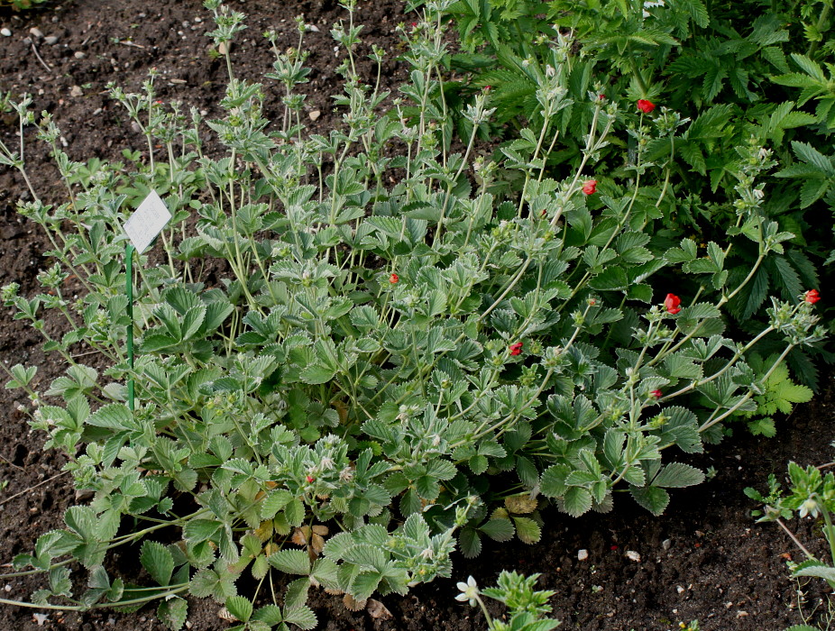 Изображение особи Potentilla argyrophylla var. atrosanguinea.