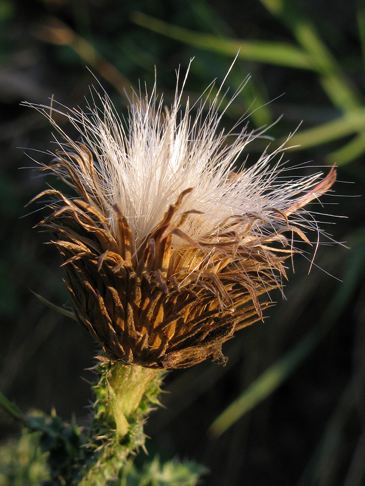 Image of genus Carduus specimen.