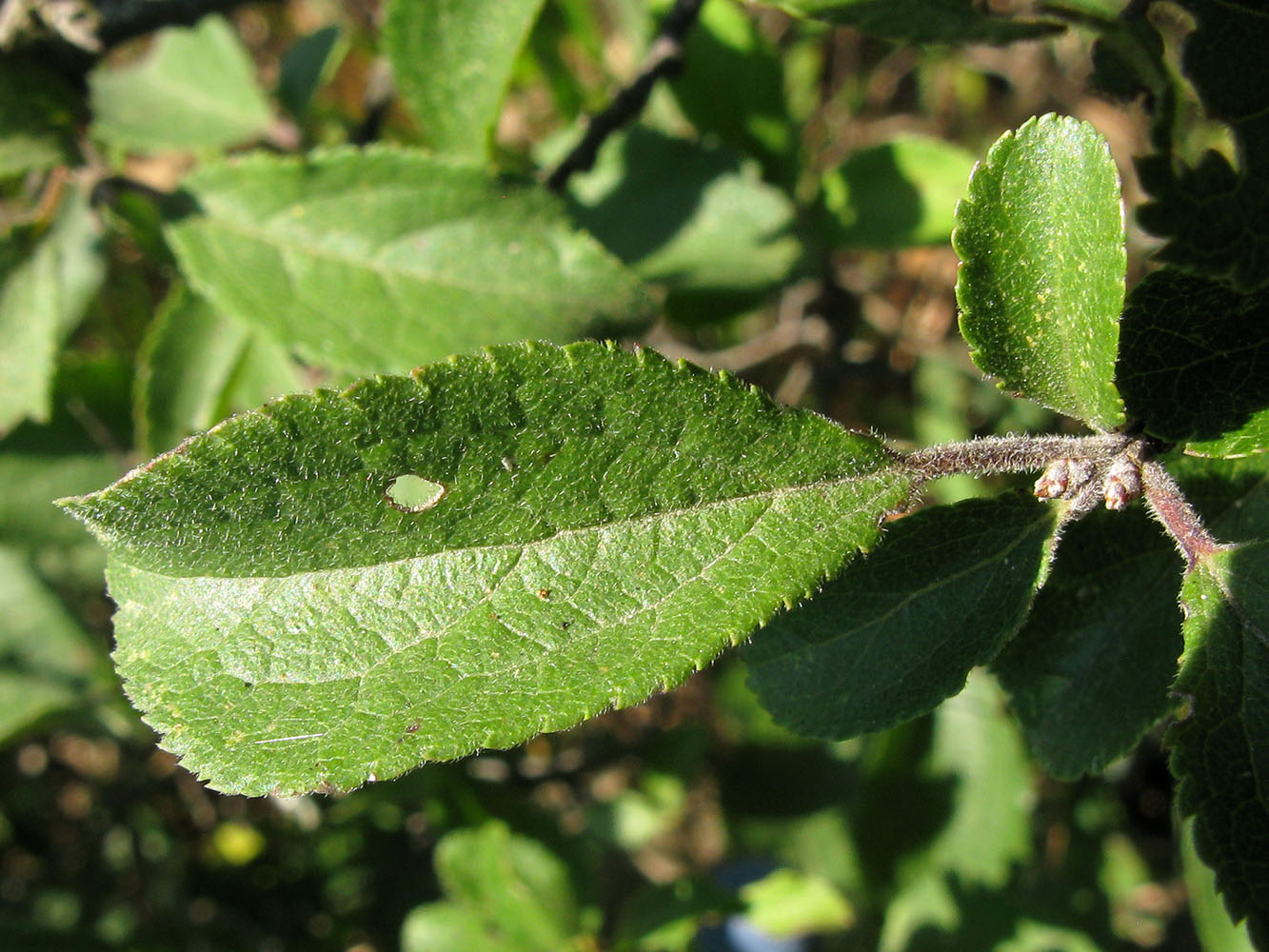 Изображение особи Prunus spinosa.