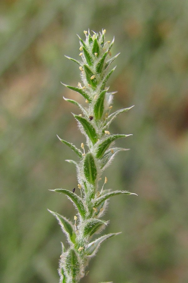 Image of Corispermum hyssopifolium specimen.