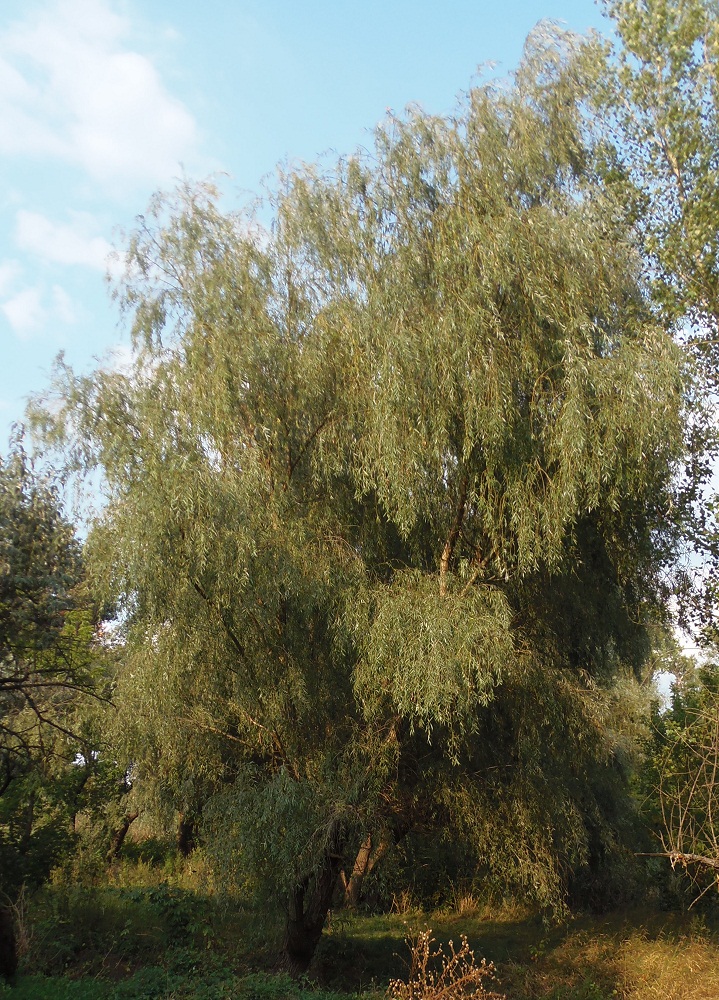 Изображение особи Salix alba.