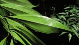 Cocculus laurifolius. Лист (вид с обратной стороны). Абхазия, г. Сухум, ботанический сад. 12.06.2012.