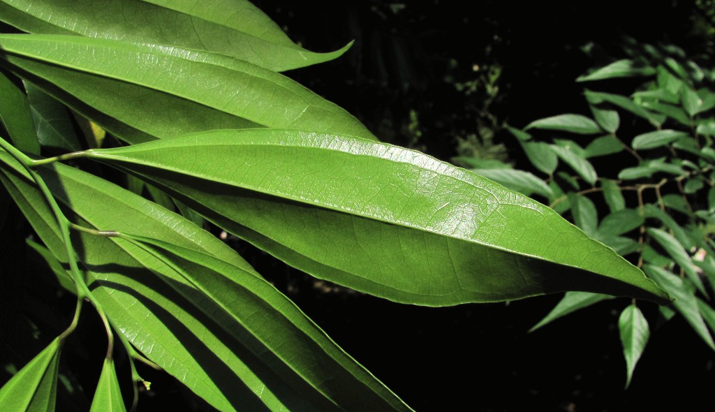 Image of Cocculus laurifolius specimen.